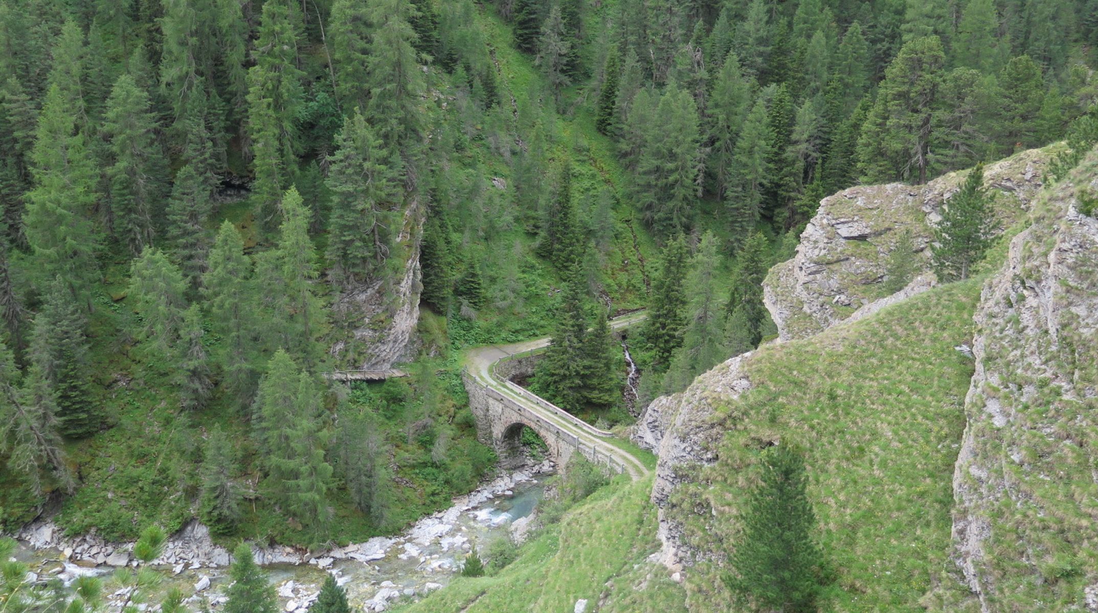 Bergblumen, Wandern, Wald, Brücke